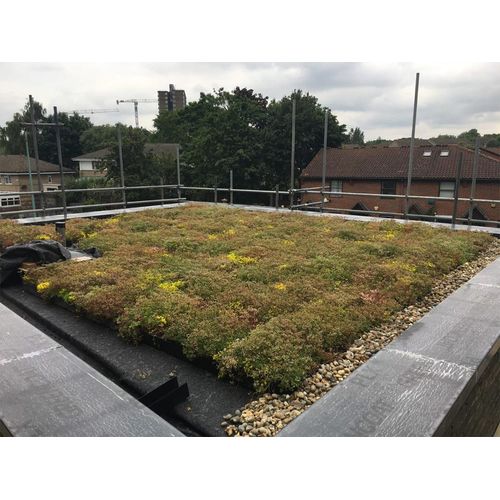 wallbarn m tray green roof system post installation in london