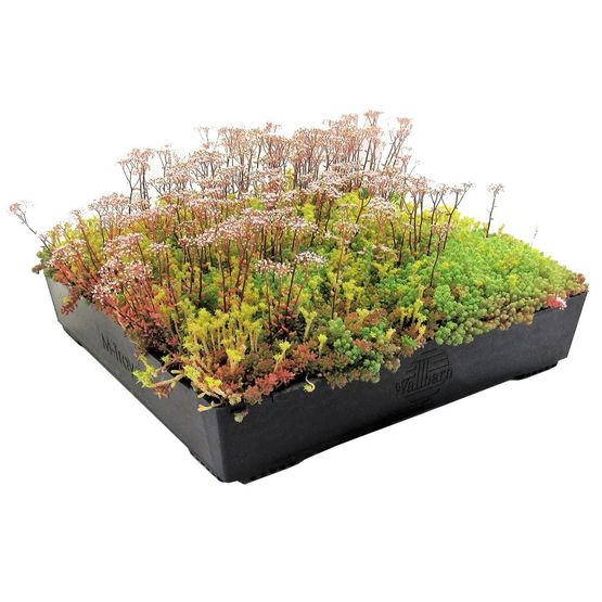 wallbarn m tray sedum wildflower green roof