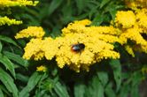 wallbarn m tray wildflower bee and yellow flower