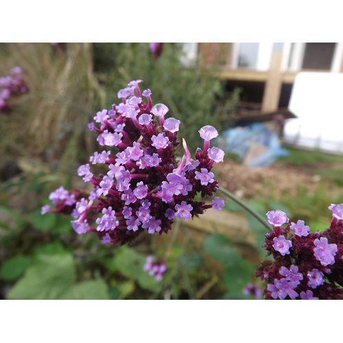 wallbarn m tray wildflower purple flower